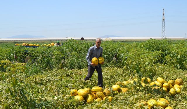 Üretici 600 ton kavun ve karpuzu ücretsiz dağıttı! Duyan tarlaya akın etti