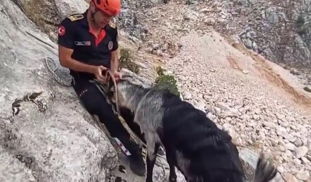 Kahramanmaraş’ta kayalıklarda mahsur kalan 9 keçi kurtarıldı