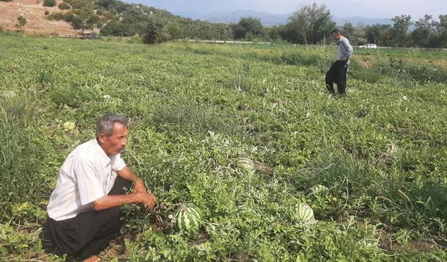 Kahramanmaraş'ta karpuz hasadı şoku: Kargalar tarlayı mahvetti