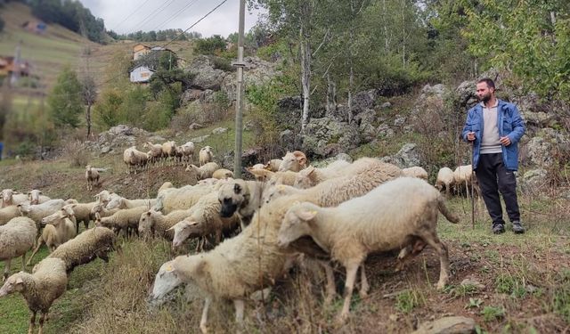 İki üniversite bitirip hayali kaymakamlık olan genç çobanlık yapmaya başladı