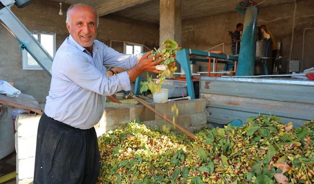 Kahramanmaraş’ın fıstık üretiminde büyük artış: 30 bin ton hasat bekleniyor