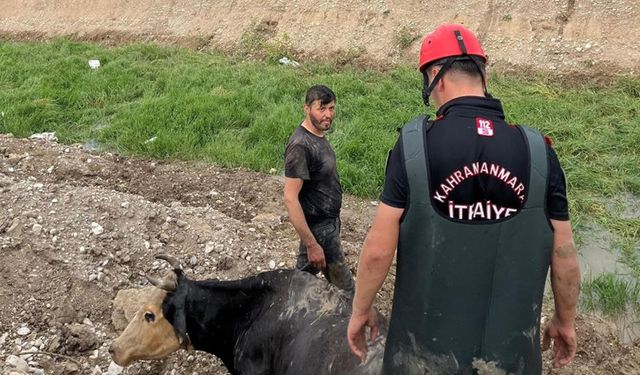 Kahramanmaraş'ta bataklığa düşen ineği itfaiye kurtardı