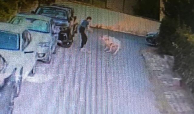 Köpeği başka bir köpek tarafından parçalandı! Sahibi hastanelik oldu