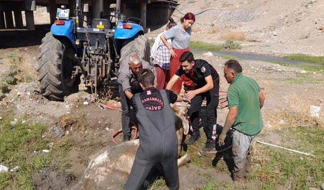 Kahramanmaraş'ta itfaiye, bataklığa saplanan hayvanı kurtardı