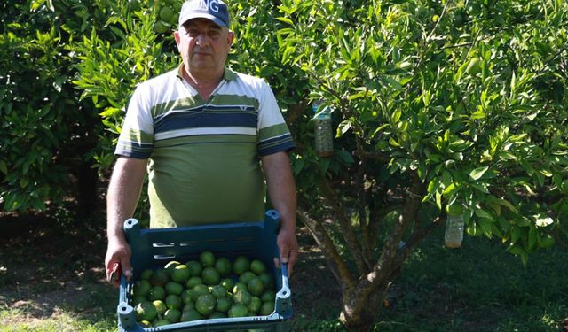 İşçi bulamayan bahçe sahibi, 10 dönümlük bahçesinde hasada tek başına başladı