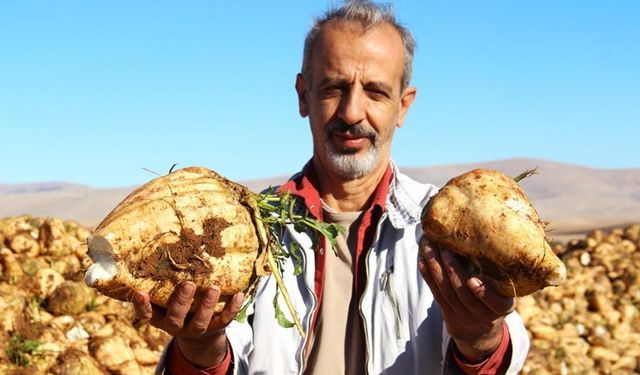 Kahramanmaraş'ta şeker pancarı hasadı başladı