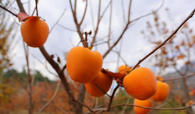 Kahramanmaraş'ta hurma hasadı! Bahçede 25, markette 80 lira