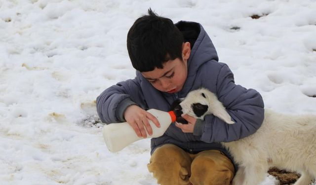 Annelerinin reddettiği kuzular biberon ile besleniyor