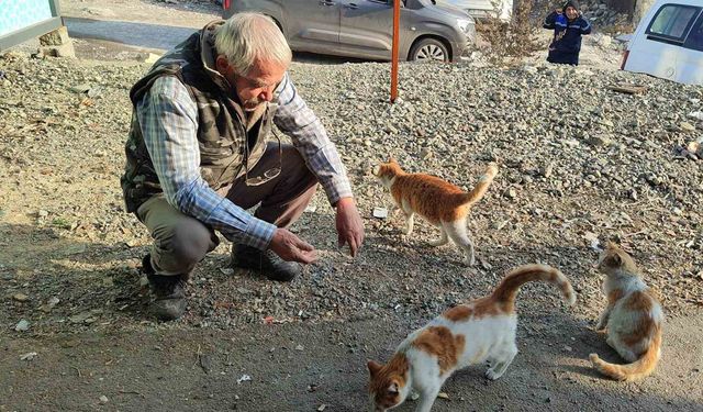 Depremden Sonra Sokakta Kalan Kedilere Sahip Çıktı