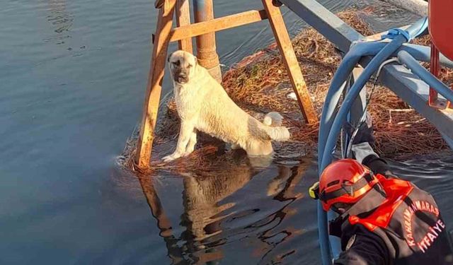 Kahramanmaraş’ta Sulama Kanalındaki Köpek Kurtarıldı