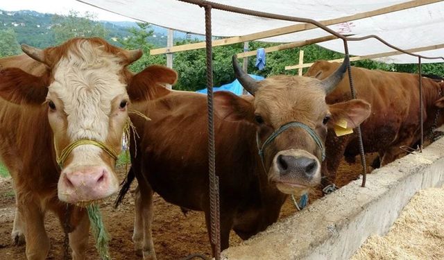Kahramanmaraş'ta 2025 Yılı Kurbanlık Fiyatları Belli Oldu