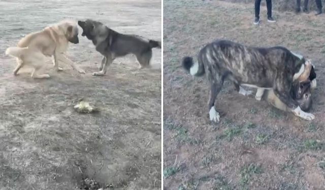 Kahramanmaraş’ta Köpekler Acımasızca Dövüştürüldü