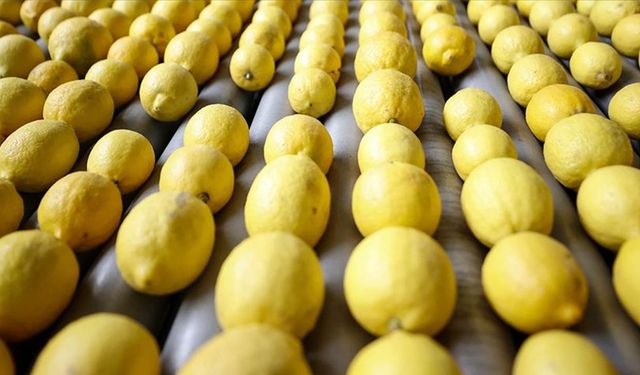 Ticaret Bakanlığı Limon İhracatını Durdurdu