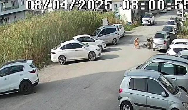 Sokak Köpeklerinin Saldırdığı Yaşlı Kadın Yaralandı