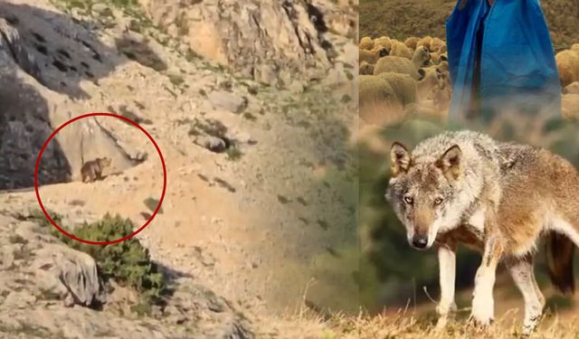 Kahramanmaraş'ta ayı gören çoban kurt gibi uludu