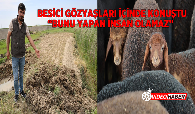 Besici Gözyaşları İçinde Konuştu: “Bunu Yapan İnsan Olamaz”