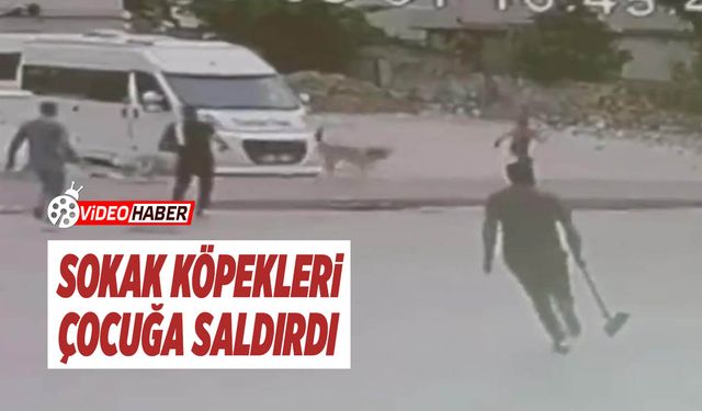 Sokak Köpekleri Çocuğa Saldırdı