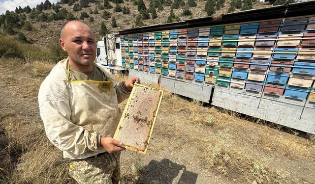 Bal üretiminde yeni dönem! 200 kovanlık 'mobil arı tırı'