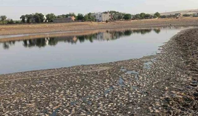 Mardin’de gölet suyu çekildi, binlerce balık telef oldu