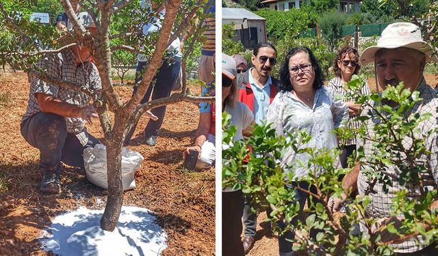 7 yıl önce diktiler! Kilosu 20 bin liradan kapış kapış satılıyor