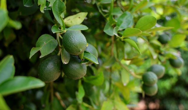 Limonda fiyatı düşürecek hasat başladı