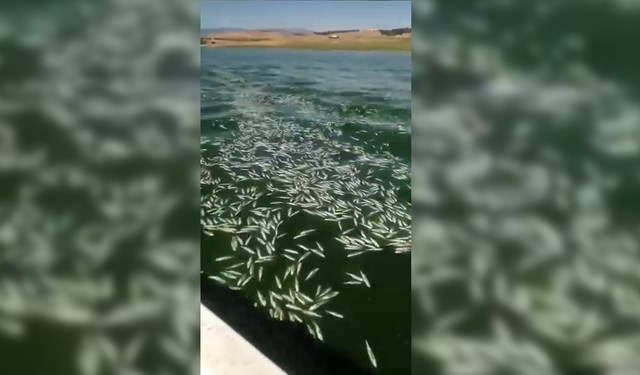 Kahramanmaraş’ta Aksu çayı’nda on binlerce balık telef oldu