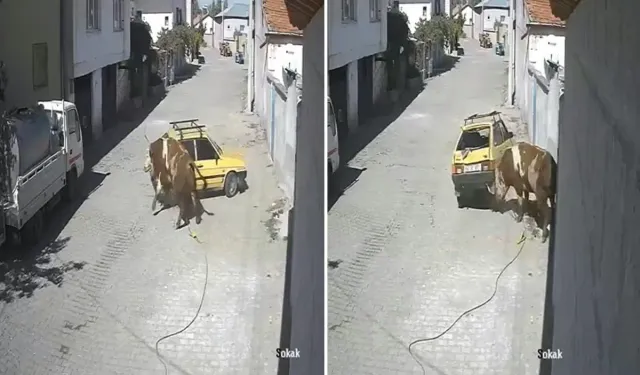 Ahırdan kaçan kızgın boğa, hırsını otomobilden çıkarttı
