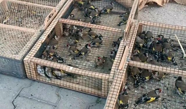 Kahramanmaraş'ta polis durdurdu! Bagajdan kuş cenneti çıktı