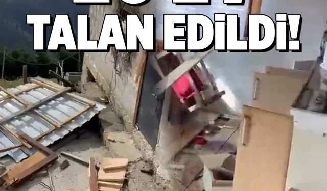 Rize yaylalarında ayı paniği: 20 ev talan edildi