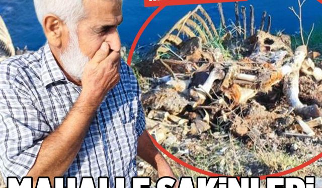 Adana’da dere yatağına yine at ve eşek kalıntıları atıldı: Mahalle sakinleri tepki gösterdi