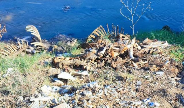 Adana’da dere yatağına yine at ve eşek kalıntıları atıldı: Mahalle sakinleri tepki gösterdi