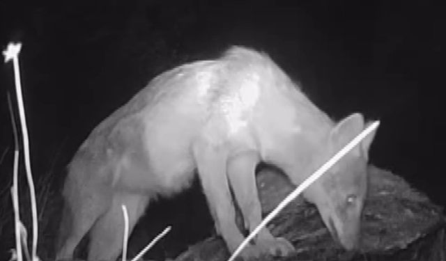 Kahramanmaraşlı doğa tutkunu genç fotokapanla yaban hayatını görüntülüyor