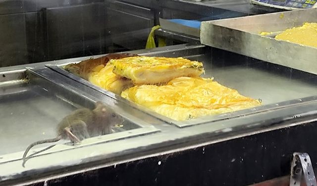 İzmir’den iğrenç görüntü: Börek tezgahlarında fare cirit attı