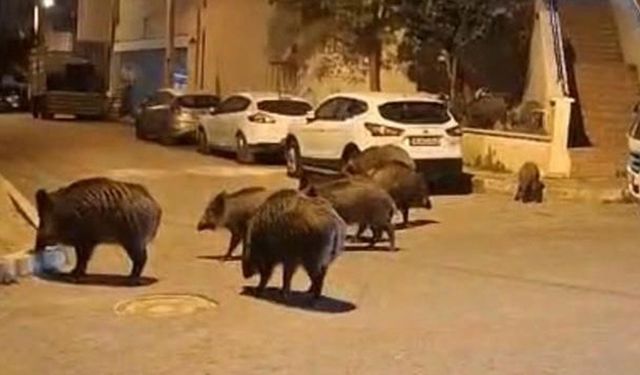 İzmir, sokaklarında domuz sürüleri ile doğal yaşam parkına döndü