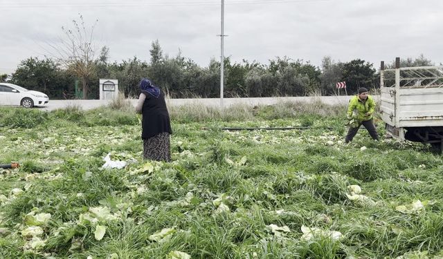 Marul Para Etmedi, Çiftçi Çuvallarla Bedava Dağıttı