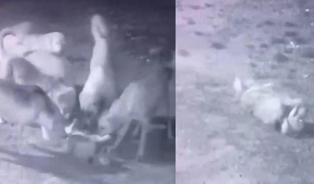 Bahçedeki sahipli köpeğe sokak köpekleri saldırdı! O anlar kamerada