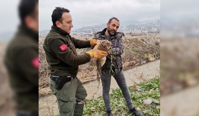 Kahramanmaraş'ta yaralı şahin kurtarıldı
