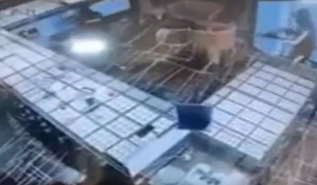 Şanlıurfa’daki 4 milyon liralık kuyumcu soygununun görüntüleri ortaya çıktı!