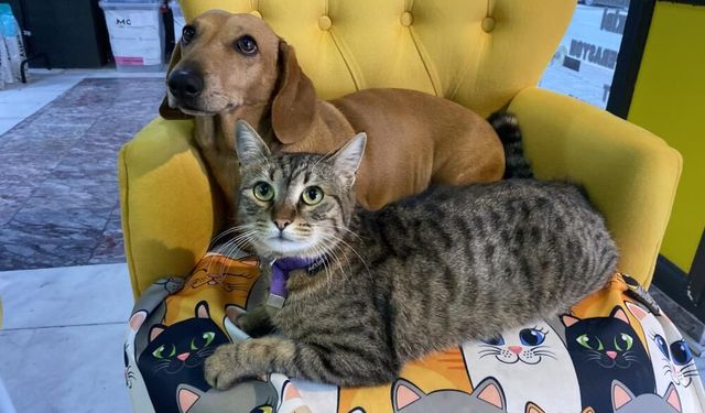 Sevimli kedi, arkadaşlık bağı kurduğu köpeği herkesten kıskanıyor