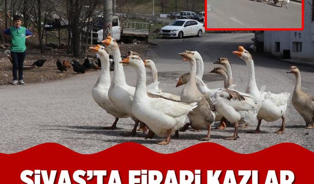 Sivas’ta firari kazlar mahallede gündem oldu