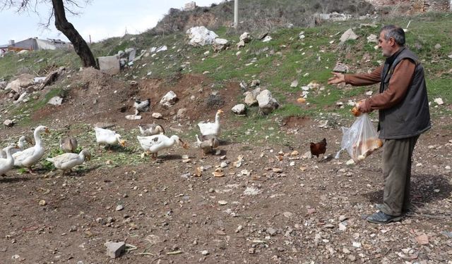 Sivas’ta firari kazlar mahallede gündem oldu