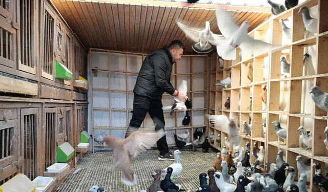 Kahramanmaraş'ta memurluğu bıraktı, güvercinlerden servet kazanıyor!