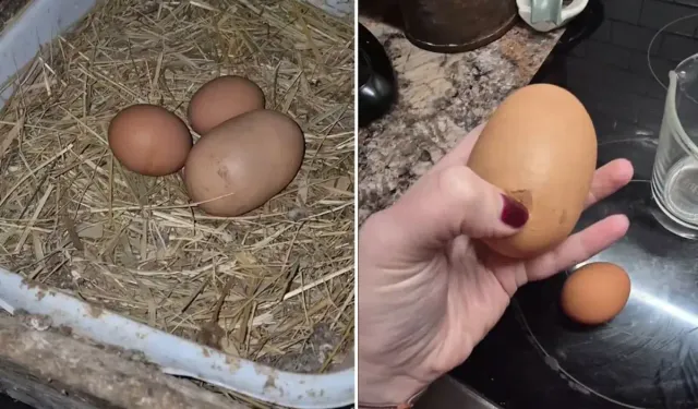 Tuhaf görünümlü yumurtayı kırdı, gördüğü karşısında şoke oldu