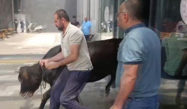 Kaçan kurbanlık dana acil servisi birbirine kattı!
