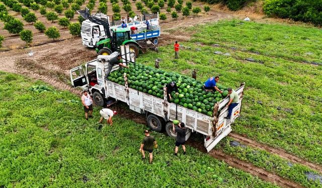 Tescilli Adana Karpuzu tezgaha indi: Fiyatı dikkat çekti