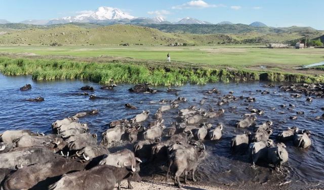 Kayseri’de safariyi andıran görüntüler: Mandalar sazlıkta ilerledi