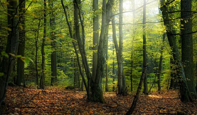 Kahramanmaraş'ta ormanlar yasaklandı mı? 2026 yaz sezonunda mangal yakılabilecek mi?
