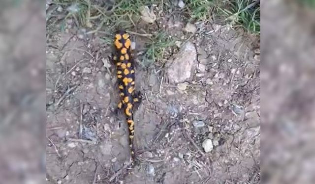 Nesli tükenmekte olan o canlı Göksun'da görüntülendi!