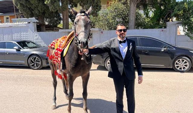 Reyhanlı'da sıra dışı düğün: At kontrolünü kaybedince plan değişti