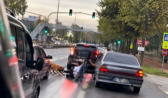 Sakarya'da zincirini koparan köpeğin saldırısına uğradı: Dehşet anlarını anlattı